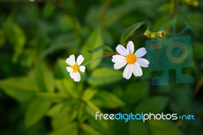 Daisy White Flower On Warm Light And Vintage Style Stock Photo