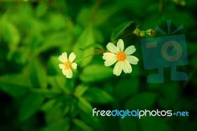 Daisy White Flower On Warm Light And Vintage Style Stock Photo