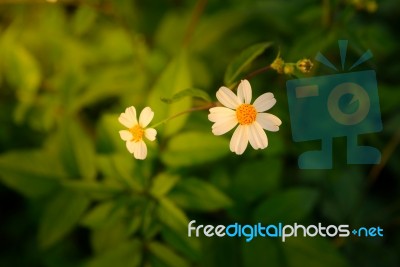 Daisy White Flower On Warm Light And Vintage Style Stock Photo