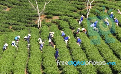 Dalat, Vietnam, July 30, 2016: A Group Of Farmers Picking Tea On A Summer Afternoon In Cau Dat Tea Plantation, Da Lat, Vietnam Stock Photo