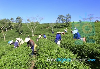 Dalat, Vietnam, July 30, 2016: A Group Of Farmers Picking Tea On A Summer Afternoon In Cau Dat Tea Plantation, Da Lat, Vietnam Stock Photo