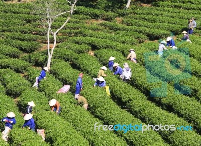 Dalat, Vietnam, July 30, 2016: A Group Of Farmers Picking Tea On A Summer Afternoon In Cau Dat Tea Plantation, Da Lat, Vietnam Stock Photo