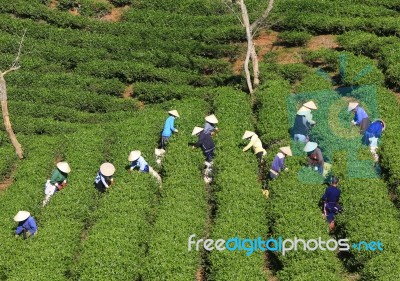 Dalat, Vietnam, July 30, 2016: A Group Of Farmers Picking Tea On A Summer Afternoon In Cau Dat Tea Plantation, Da Lat, Vietnam Stock Photo