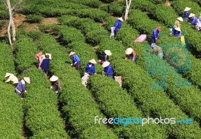 Dalat, Vietnam, July 30, 2016: A Group Of Farmers Picking Tea On A Summer Afternoon In Cau Dat Tea Plantation, Da Lat, Vietnam Stock Photo