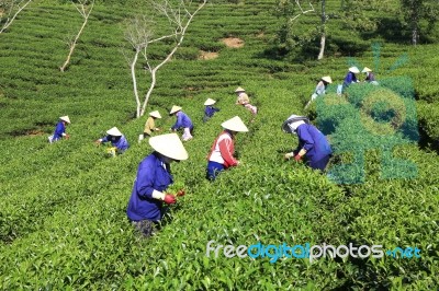 Dalat, Vietnam, July 30, 2016: A Group Of Farmers Picking Tea On A Summer Afternoon In Cau Dat Tea Plantation, Da Lat, Vietnam Stock Photo