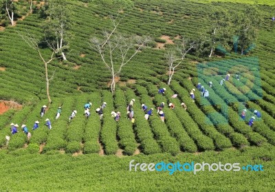 Dalat, Vietnam, July 30, 2016: A Group Of Farmers Picking Tea On A Summer Afternoon In Cau Dat Tea Plantation, Da Lat, Vietnam Stock Photo