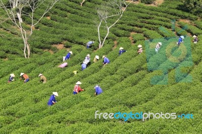 Dalat, Vietnam, July 30, 2016: A Group Of Farmers Picking Tea On A Summer Afternoon In Cau Dat Tea Plantation, Da Lat, Vietnam Stock Photo