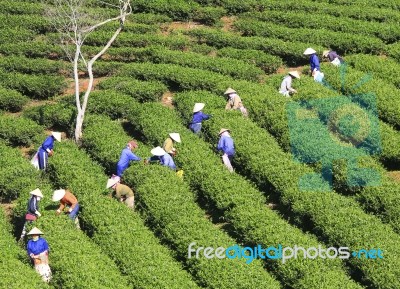 Dalat, Vietnam, July 30, 2016: A Group Of Farmers Picking Tea On A Summer Afternoon In Cau Dat Tea Plantation, Da Lat, Vietnam Stock Photo