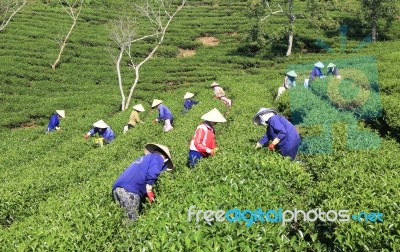 Dalat, Vietnam, July 30, 2016: A Group Of Farmers Picking Tea On A Summer Afternoon In Cau Dat Tea Plantation, Da Lat, Vietnam Stock Photo