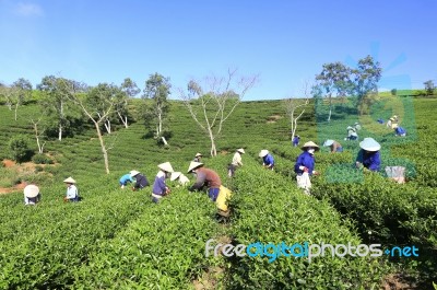 Dalat, Vietnam, July 30, 2016: A Group Of Farmers Picking Tea On A Summer Afternoon In Cau Dat Tea Plantation, Da Lat, Vietnam Stock Photo