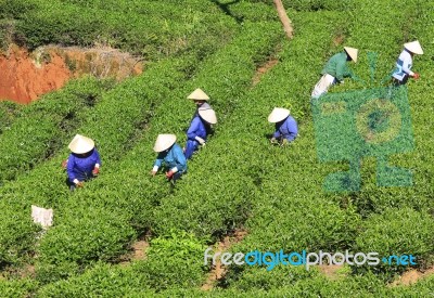 Dalat, Vietnam, July 30, 2016: A Group Of Farmers Picking Tea On A Summer Afternoon In Cau Dat Tea Plantation, Da Lat, Vietnam Stock Photo