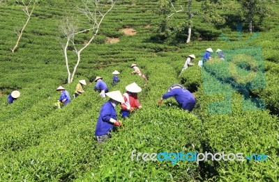 Dalat, Vietnam, July 30, 2016: A Group Of Farmers Picking Tea On A Summer Afternoon In Cau Dat Tea Plantation, Da Lat, Vietnam Stock Photo