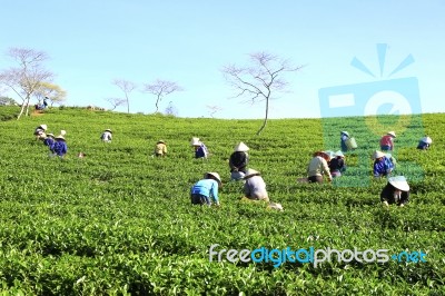 Dalat, Vietnam, July 30, 2016: A Group Of Farmers Picking Tea On A Summer Afternoon In Cau Dat Tea Plantation, Da Lat, Vietnam Stock Photo