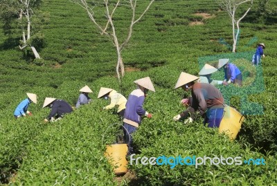 Dalat, Vietnam, July 30, 2016: A Group Of Farmers Picking Tea On A Summer Afternoon In Cau Dat Tea Plantation, Da Lat, Vietnam Stock Photo