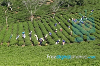 Dalat, Vietnam, July 30, 2016: A Group Of Farmers Picking Tea On A Summer Afternoon In Cau Dat Tea Plantation, Da Lat, Vietnam Stock Photo