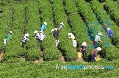 Dalat, Vietnam, July 30, 2016: A Group Of Farmers Picking Tea On A Summer Afternoon In Cau Dat Tea Plantation, Da Lat, Vietnam Stock Photo