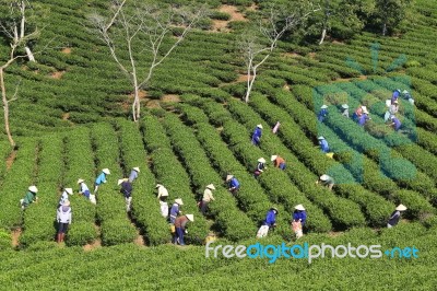 Dalat, Vietnam, July 30, 2016: A Group Of Farmers Picking Tea On A Summer Afternoon In Cau Dat Tea Plantation, Da Lat, Vietnam Stock Photo