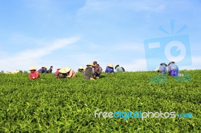 Dalat, Vietnam, July 30, 2016: A Group Of Farmers Picking Tea On A Summer Afternoon In Cau Dat Tea Plantation, Da Lat, Vietnam Stock Photo