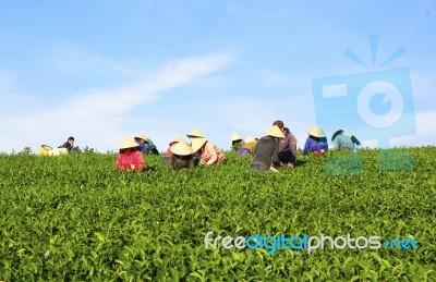 Dalat, Vietnam, July 30, 2016: A Group Of Farmers Picking Tea On A Summer Afternoon In Cau Dat Tea Plantation, Da Lat, Vietnam Stock Photo