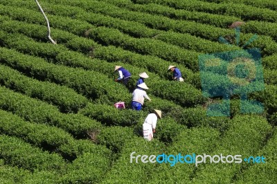 Dalat, Vietnam, July 30, 2016: A Group Of Farmers Picking Tea On A Summer Afternoon In Cau Dat Tea Plantation, Da Lat, Vietnam Stock Photo