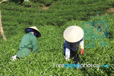 Dalat, Vietnam, July 30, 2016: A Group Of Farmers Picking Tea On A Summer Afternoon In Cau Dat Tea Plantation, Da Lat, Vietnam Stock Photo