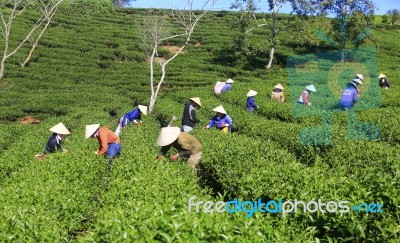 Dalat, Vietnam, July 30, 2016: A Group Of Farmers Picking Tea On A Summer Afternoon In Cau Dat Tea Plantation, Da Lat, Vietnam Stock Photo