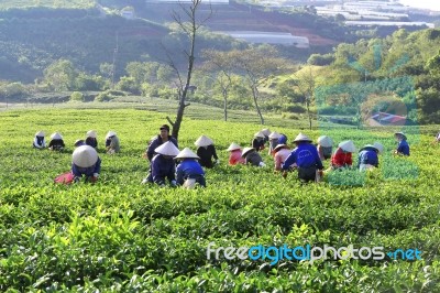 Dalat, Vietnam, July 30, 2016: A Group Of Farmers Picking Tea On A Summer Afternoon In Cau Dat Tea Plantation, Da Lat, Vietnam Stock Photo