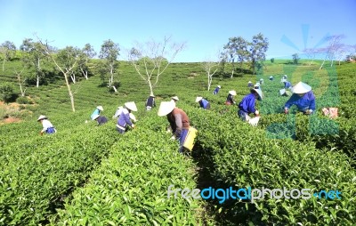 Dalat, Vietnam, July 30, 2016: A Group Of Farmers Picking Tea On A Summer Afternoon In Cau Dat Tea Plantation, Da Lat, Vietnam Stock Photo