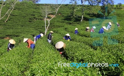 Dalat, Vietnam, July 30, 2016: A Group Of Farmers Picking Tea On A Summer Afternoon In Cau Dat Tea Plantation, Da Lat, Vietnam Stock Photo