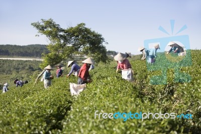 Dalat, Vietnam, July 30, 2016: A Group Of Farmers Picking Tea On A Summer Afternoon In Cau Dat Tea Plantation, Da Lat, Vietnam Stock Photo