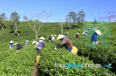 Dalat, Vietnam, July 30, 2016: A Group Of Farmers Picking Tea On A Summer Afternoon In Cau Dat Tea Plantation, Da Lat, Vietnam Stock Photo