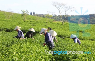 Dalat, Vietnam, July 30, 2016: A Group Of Farmers Picking Tea On A Summer Afternoon In Cau Dat Tea Plantation, Da Lat, Vietnam Stock Photo