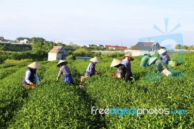 Dalat, Vietnam, July 30, 2016: A Group Of Farmers Picking Tea On A Summer Afternoon In Cau Dat Tea Plantation, Da Lat, Vietnam Stock Photo