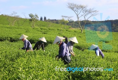 Dalat, Vietnam, July 30, 2016: A Group Of Farmers Picking Tea On A Summer Afternoon In Cau Dat Tea Plantation, Da Lat, Vietnam Stock Photo