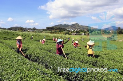 Dalat, Vietnam, July 30, 2016: A Group Of Farmers Picking Tea On A Summer Afternoon In Cau Dat Tea Plantation, Da Lat, Vietnam Stock Photo