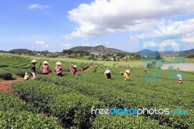 Dalat, Vietnam, July 30, 2016: A Group Of Farmers Picking Tea On A Summer Afternoon In Cau Dat Tea Plantation, Da Lat, Vietnam Stock Photo