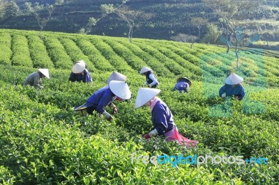 Dalat, Vietnam, July 30, 2016: A Group Of Farmers Picking Tea On A Summer Afternoon In Cau Dat Tea Plantation, Da Lat, Vietnam Stock Photo