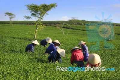 Dalat, Vietnam, July 30, 2016: A Group Of Farmers Picking Tea On A Summer Afternoon In Cau Dat Tea Plantation, Da Lat, Vietnam Stock Photo