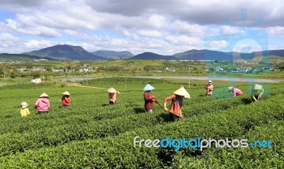 Dalat, Vietnam, July 30, 2016: A Group Of Farmers Picking Tea On A Summer Afternoon In Cau Dat Tea Plantation, Da Lat, Vietnam Stock Photo