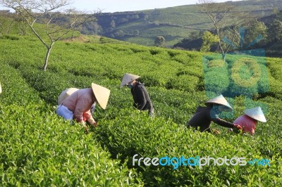 Dalat, Vietnam, July 30, 2016: A Group Of Farmers Picking Tea On A Summer Afternoon In Cau Dat Tea Plantation, Da Lat, Vietnam Stock Photo