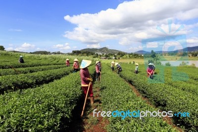 Dalat, Vietnam, June 30, 2016: A Group Of Farmers Picking Tea On A Summer Afternoon In Cau Dat Tea Plantation, Da Lat, Vietnam Stock Photo