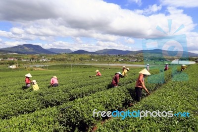 Dalat, Vietnam, June 30, 2016: A Group Of Farmers Picking Tea On A Summer Afternoon In Cau Dat Tea Plantation, Da Lat, Vietnam Stock Photo