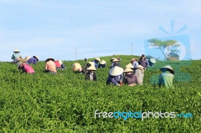 Dalat, Vietnam, June 30, 2016: A Group Of Farmers Picking Tea On A Summer Afternoon In Cau Dat Tea Plantation, Da Lat, Vietnam Stock Photo