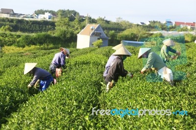 Dalat, Vietnam, June 30, 2016: A Group Of Farmers Picking Tea On A Summer Afternoon In Cau Dat Tea Plantation, Da Lat, Vietnam Stock Photo