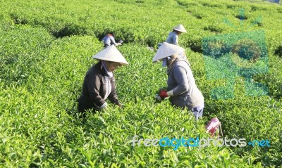 Dalat, Vietnam, June 30, 2016: A Group Of Farmers Picking Tea On A Summer Afternoon In Cau Dat Tea Plantation, Da Lat, Vietnam Stock Photo