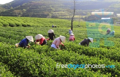 Dalat, Vietnam, June 30, 2016: A Group Of Farmers Picking Tea On A Summer Afternoon In Cau Dat Tea Plantation, Da Lat, Vietnam Stock Photo