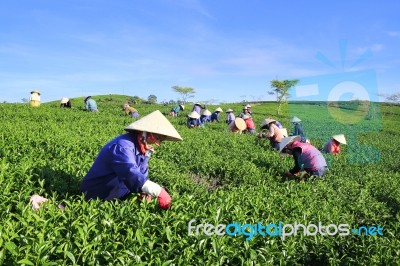 Dalat, Vietnam, June 30, 2016: A Group Of Farmers Picking Tea On A Summer Afternoon In Cau Dat Tea Plantation, Da Lat, Vietnam Stock Photo