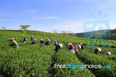 Dalat, Vietnam, June 30, 2016: A Group Of Farmers Picking Tea On A Summer Afternoon In Cau Dat Tea Plantation, Da Lat, Vietnam Stock Photo