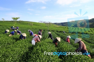 Dalat, Vietnam, June 30, 2016: A Group Of Farmers Picking Tea On A Summer Afternoon In Cau Dat Tea Plantation, Da Lat, Vietnam Stock Photo