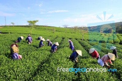 Dalat, Vietnam, June 30, 2016: A Group Of Farmers Picking Tea On A Summer Afternoon In Cau Dat Tea Plantation, Da Lat, Vietnam Stock Photo